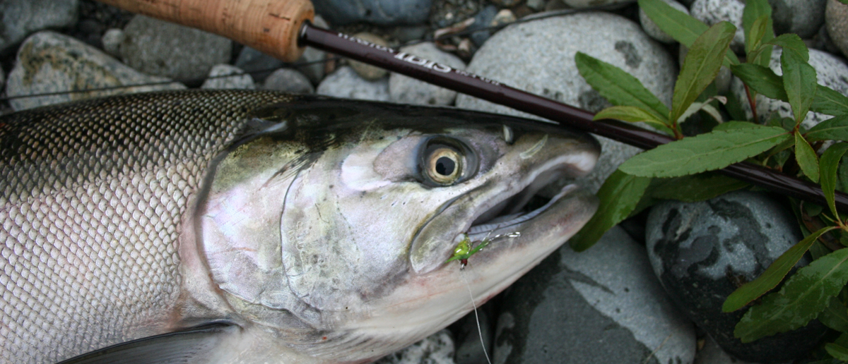 Lachsfliegen erhältlich im großen Sortiment bei Flyfishing Europe