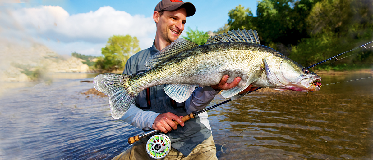 Grosser Zander gefangen mit einer Burkheimer Saltwater Fliegenrute