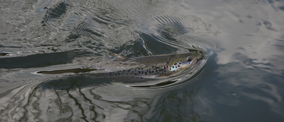 Fischen mit Trockenfliegen