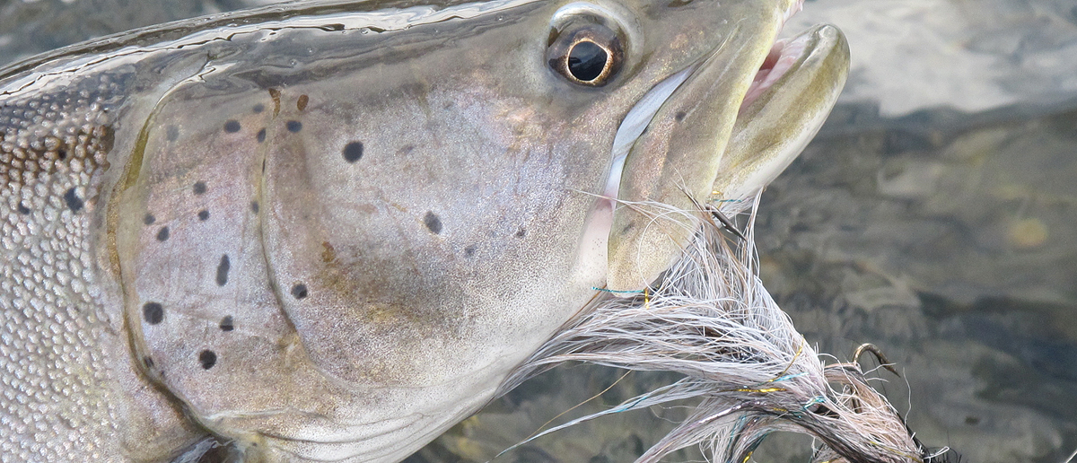 Huchenstreamer zum Fliegenfischen