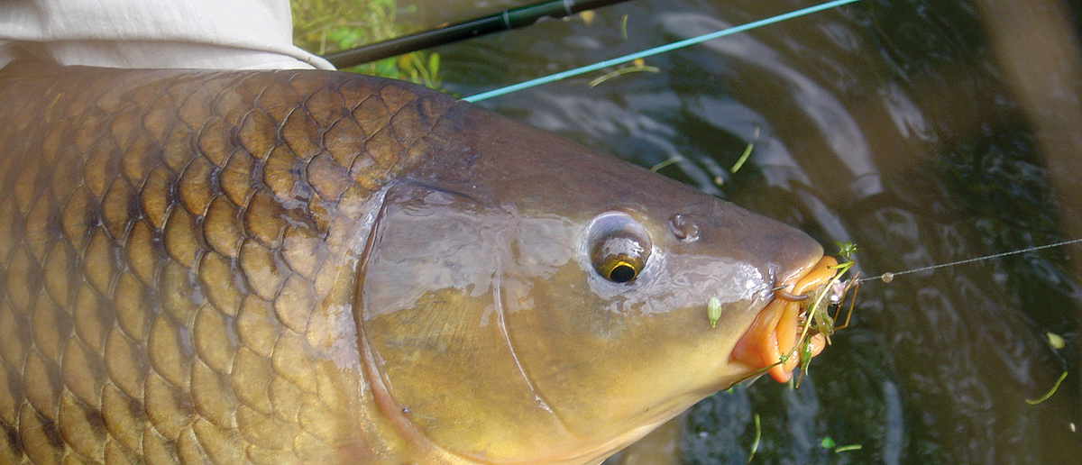 Karpfenfliegen bringen Erfolg auf schoene Karpfen