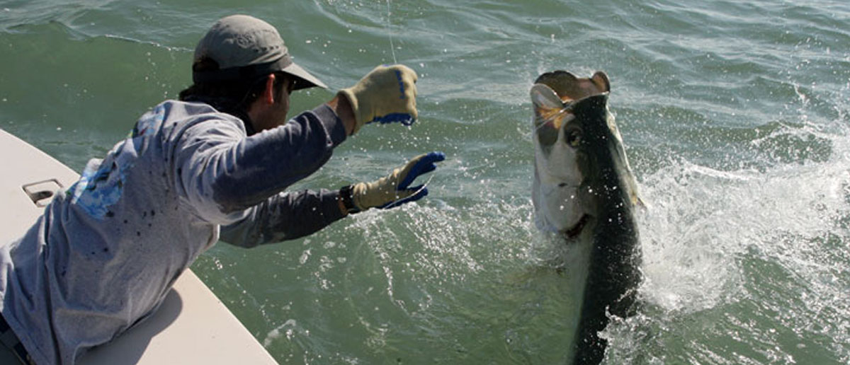 SCIENTIFIC ANGLERS Fliegenschnüre und Schussköpfe