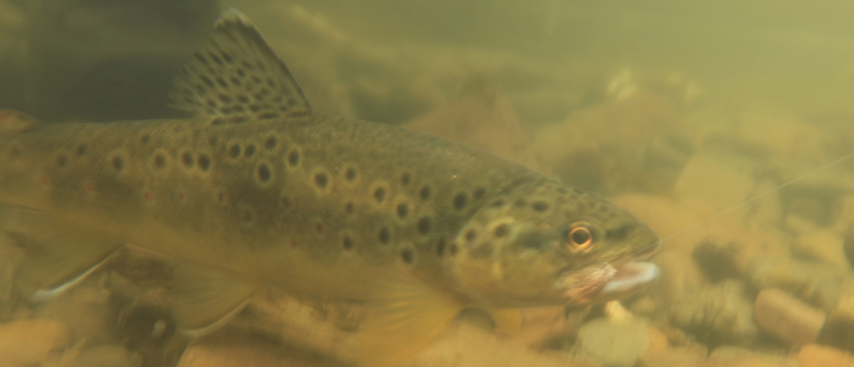 Perfekte Verbindung zum Fisch: TroutHunter Vorfächer und Vorfachmaterial aus Nylon oder Fluorocarbon bei Flyfishing Europe