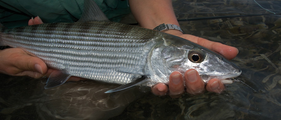 Ein kämpferischer Bonefish nach erfolgreichem Drill.