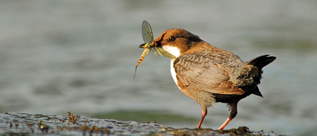 Fliege erhältlich bei Flyfishing Europe