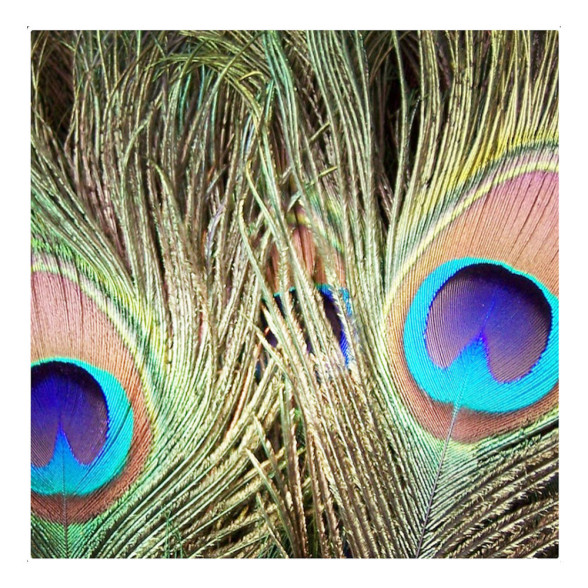 Pfau Augenfeder Hahn Peacock Eye Top - gefaerbt