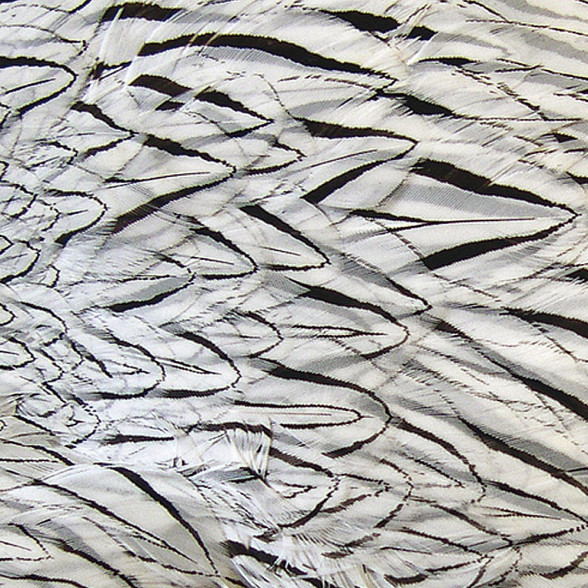 Silberfasan Bindematerial