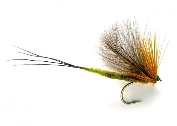 Connemara May Maifliege Eintagsfliege Trockenfliege