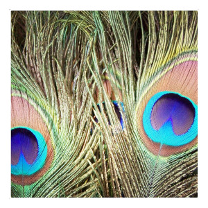 Pfau Augenfeder Hahn Peacock Eye Top - gefaerbt