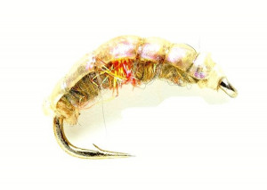 Pearl Shrimp Bachflohkrebs Nymphe