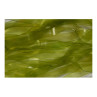 Scud Skin Medium 6 mm Fulling Mill light olive Details
