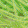 Pearl Core Braid chartreuse zum Fliegenbinden unter Fliegenbindematerial bei Flyfishing Europe