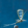 Parachute Trockenfliege gebunden mit Sparkle Organza transparent zum Fliegenbinden unter Fliegenbindematerial bei Flyfishing Europe