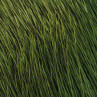Rehhaar Winter Natur gefärbt grün zum Fliegenbinden unter Fliegenbindematerial bei FFE