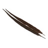Jagdfasan Stossfeder Hahn gefaerbt dark brown