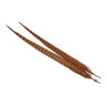 Jagdfasan Stossfeder Hahn gefaerbt fiery brown