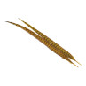 Jagdfasan Stossfeder Hahn gefaerbt golden olive