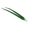 Jagdfasan Stossfeder Hahn gefaerbt green