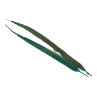 Jagdfasan Stossfeder Hahn gefaerbt teal blue