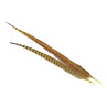 Jagdfasan Stossfeder Hahn gefaerbt yellow