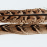 Jagdfasan Stoßfedern Henne, weiblich, Schwanzfedern Center Tail Bindematerial bei Flyfishing Europe