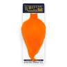 Whiting American Rooster Cape shrimp orange