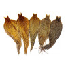 Whiting Heritage Hackle Cape Farbschema barred ginger variant