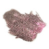 Whiting Rooster SH/C Softhackle Cape grizzly shell pink