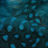 Perlhuhn Körperfedern blau von Flyfishing Europe