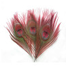 Pfau Augenfeder Hahn Peacock Eye Top rot