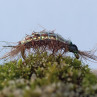 Bachflohkrebs gebunden mit UNI Pearl Mylar Tinsel, zum Fliegenbinden unter Fliegenbindematerial bei FFE