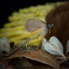 CDC Federn Großpackung Fliege Emerger