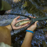 Fishpond Nomad Native Net Kescher Saibling