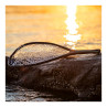 Fishpond Nomad Yampa Hand Net Brown Trout - fuer alle Einsatzgebiete der Wtfischerei