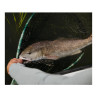 Fishpond Nomad Mid-Length Boat Net Salty Camo mit Schonnetz