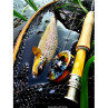 Abel TR 23 Fliegenrolle Native Brown Trout mit Bachforelle