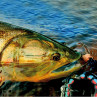 Bauer MAC Fliegenrollen  zum Fliegenfischen bei Flyfishing Europe