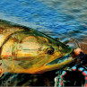 Bauer MAC Fliegenrollen  zum Fliegenfischen bei Flyfishing Europe