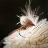 SWISSCDC CDC Federn Feathers Natural Line Fliege Emerger