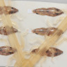 Bugs Pit Stop Mayfly Maifliegenkörper Bindematerial zum Fliegenfischen bei Flyfishing Europe