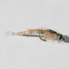 Nymphe gebunden mit Tungsten Perlen Realistic altsilber, zum Fliegenbinden unter Fliegenbindematerial bei Flyfishing Europe
