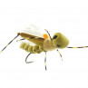Hopper gebunden mit Fly Foam hellgrün zum Fliegenbinden unter Fliegenbindematerial bei FFE